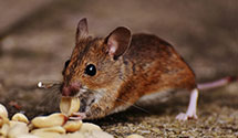 24 Hour & Emergency Exterminators in Clarks, NE